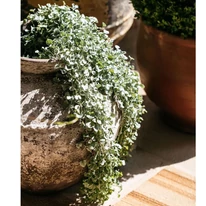 A Dichondra Silver Falls pázsitszulák egy csodás kőkaspóban.