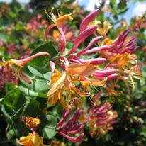 A Lonicera heckrottii Goldflame teljes virágzásban.