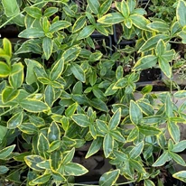 Vinca minor CS9 - Sárgatarka meténg