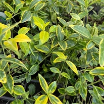 Vinca minor CS9 - Sárgatarka meténg