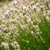 A fehér Lavandula angustifolia Edelweiss virágzatai beborítják a bokrot.