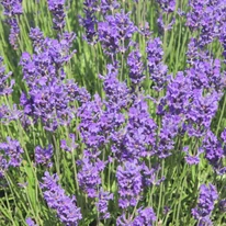 A Lavandula x intermedia Grappenhall teljes virágzásban.