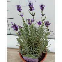 Lavandula angustifolia Hidcote - Levendula