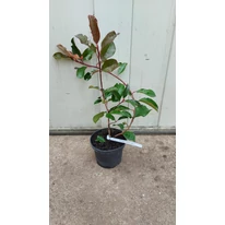 Photinia x fraserii Camilvy kertészeti konténerben.