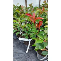 Photinia  x fraserii Camilvy K2 - Korallberkenye