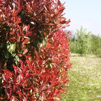 Photinia  x fraserii Camilvy K2 - Korallberkenye