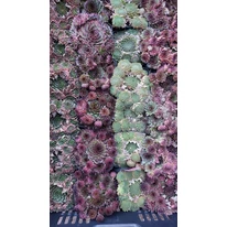 Több féle színű Sempervirum species.