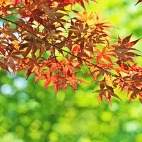 Gyönyörű narancsos lombszínű japán juhar levelei közelről.