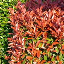 Photinia x fraserii Red Select piros hajtásai.