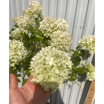 A Hydrangea paniculata törzses Limelight hortenzia virágai.