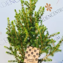 A Picea glauca növényünk kinézete kertészeti telephelyünkön.