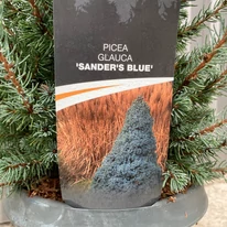 Picea glauca Sander's Blue, kék cukorsüvegfenyő.