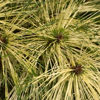 Pinus densiflora Rainbow japán erdeifenyő színjátszós tűlevelei.