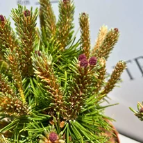 Pinus mugo Benjamin - Havasi törpefenyő