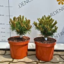 Pinus mugo Benjamin - Havasi törpefenyő
