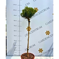 Pinus nigra Merci MT60 - Magastörzsű törpe feketefenyő