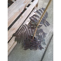 Albizia julibrissin Summer Chocolate - Csoki selyemakác