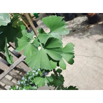 A Ginkgo biloba zöld, kagyló formájú levele közelről.