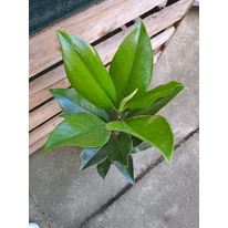 A Magnolia grandiflora zöld levelei.