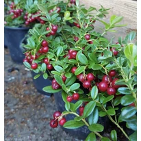 Vaccinium macrocarpon Big Pearl konténerben.