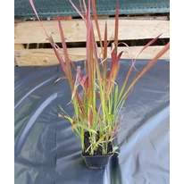 Imperata cylindrica Red Baron CS14 - Alangfű