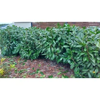 Prunus laurocerasus Novita K2 - Babérmeggy