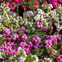 Gaultheria mucronata vegyes színekben.