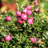 Gaultheria mucronata közelről.