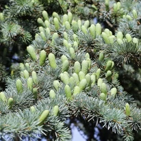 Cedrus atlantica Glauca atlasz cédrus kékeszöld tűlevelei.