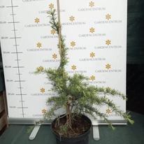 Cedrus deodara K3 - Arany terülő cédrus