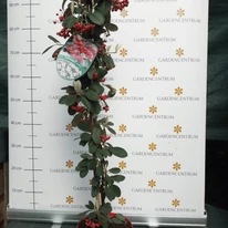 A piros bogyók csodásan díszítik az örökzöld lombozatot.