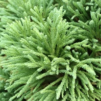 Cryptomeria japonica Cristata K2 - Japán szugifenyő