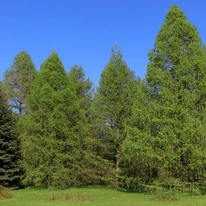 A megbarnulás elleni Biopon granulátum jó kondíciót eredményez.