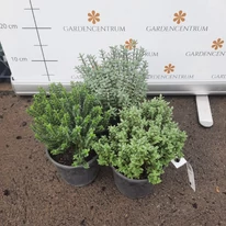 Felülnézeti fotón a Hebe x hybrida MIX örökzöldek októberben. 