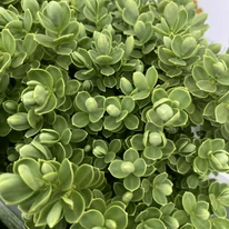 Hebe x hybrida lombozata közelről.
