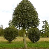 Több éves, koros Ilex aquifolium J.C van Tol.