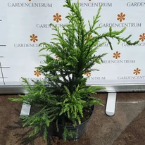 Cryptomeria japonica Cristata K2 - Japán szugifenyő