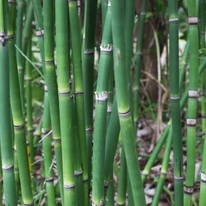 Equisetum P18 - Japán zsurló