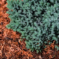 A Juniperus squamata Blue star törpe kék boróka ágyásban, fenyőkéreg takarással.