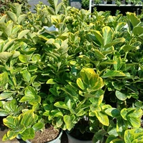 Az Euonymus japonicus Aureomarginatus lombozata közelről.