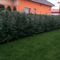Egy 50-60 cm tőtávra elültetett leylandi sövénysor magassága a 3. év végére, novemberben.