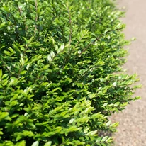 Lonicera pileata CS9 - Törpe lonc