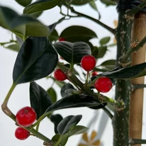 Az Ilex aquifolium J.C van Tol örökzöld levelei és piros bogyótermései.