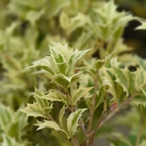 Szúrós, tarka leveleivel egész évben díszít az Osmanthus heterophyllus Variegatus illatcserje.