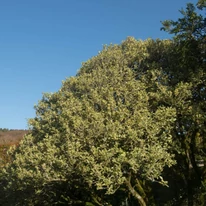 Osmanthus heterophyllus Variegatus tarkalevelű illatcserje kifejlett kori alakja.