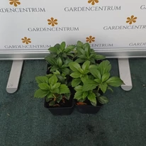 Pachysandra terminalis Green Carpet CS9 - Japán kövérke