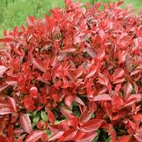 Photinia x fraserii Red Robin K7 - Törzses korallberkenye