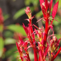 Photinia x fraserii Red Robin K7 - Törzses korallberkenye