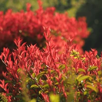Photinia x fraserii Red Robin K7 - Törzses korallberkenye