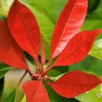 Photinia x fraserii Red Robin K7 - Törzses korallberkenye